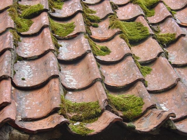 Roof treatment: Advice, solution and cost