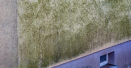 Façade de maison couverte de mousse verte – article par Actimur sur le nettoyage de façade maison – crédit focus finder